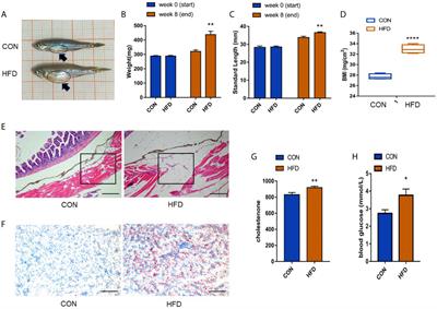 Obesity Causes Abrupt Changes in the Testicular Microbiota and Sperm Motility of Zebrafish